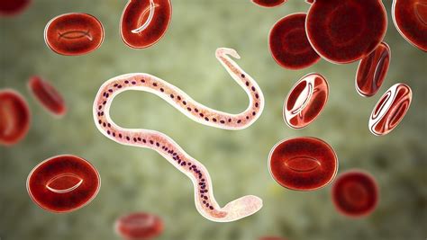 Ilustrácia parazitov v mäse