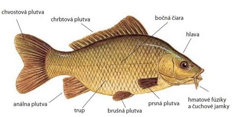 Nakreslenie oválu pre telo ryby