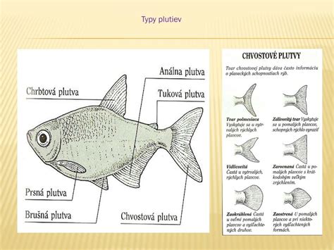 Nakreslenie plutiev a chvosta ryby