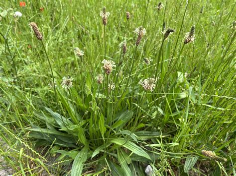 Ilustrácia rastliny skorocel lekársky