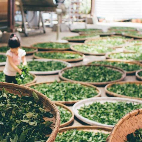 Čiernobiela fotografia lístkov zeleného čaju