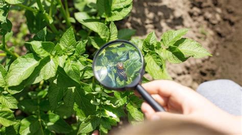 Štruktúra zemiakovej rastliny a jej hľuzy