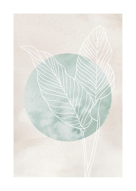 Ilustrácia srdcovitých listov kolokázie