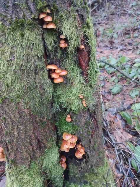 Detail zberného kohútika na javorovom strome