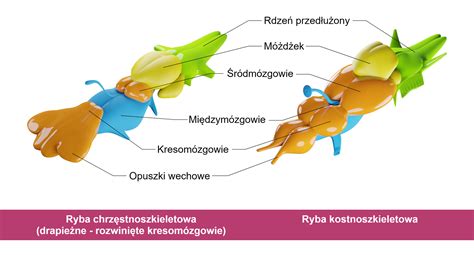 Schematické znázornenie mozgu ryby