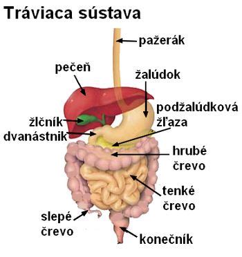Schematické znázornenie tráviacej sústavy ryby