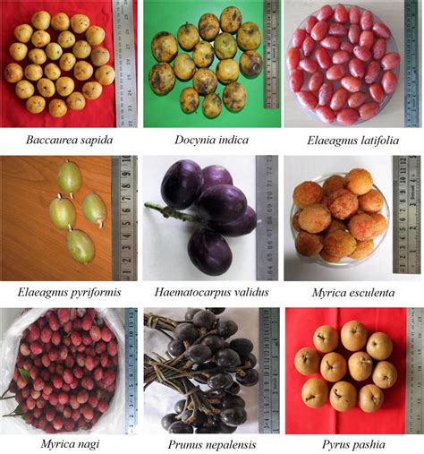 Fruits grown in Slovakia