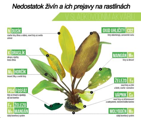 Ilustrácia rastlín v akváriu produkujúcich kyslík