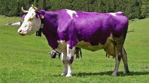 Fialová krava Milka