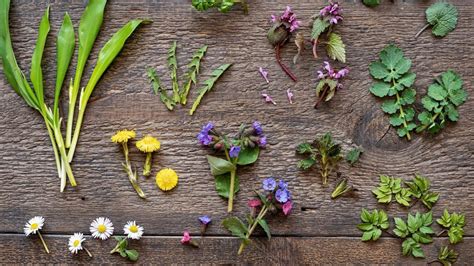 Čerstvé jarné bylinky