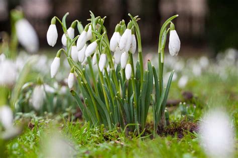 Jarné kvety: snežienky, krokusy, tulipány