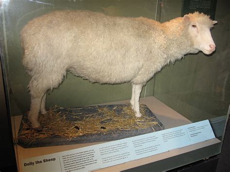Ovca Dolly
