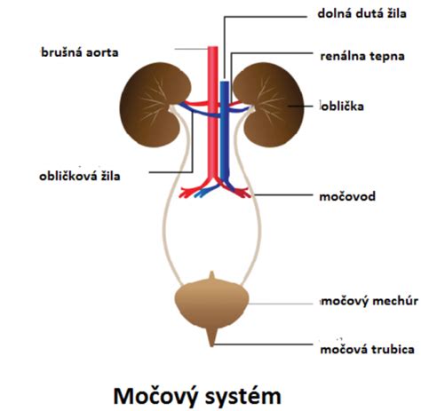 Infografika o účinkoch vresu na močový systém