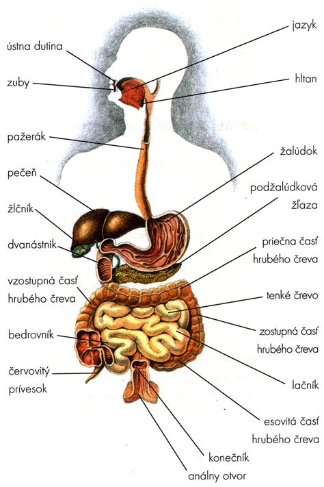 Mapa orgánov tráviacej sústavy