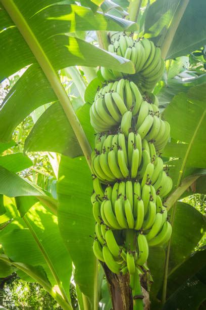 Plantainy rastúce na plantáži