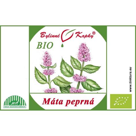 Štruktúra rastliny mäty