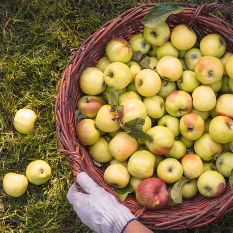 Svieže jablká v záhrade