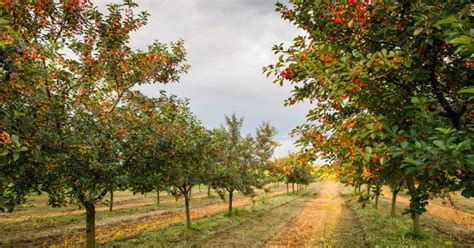 Ovocné stromy v záhradníctve