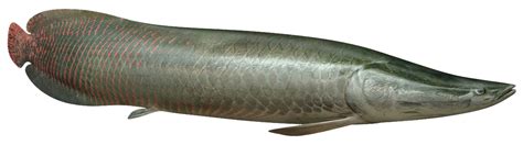 Arapaima velká