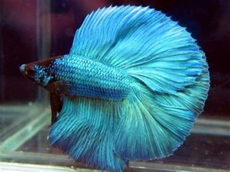 Bojovnica pestrá v akváriu