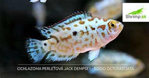 Cichlazoma perleťová (Jack Dempsey)