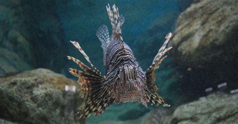 Rozmanitosť rýb v Amazonke