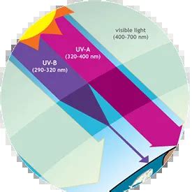 Infografika o lepku a jeho vplyve na organizmus