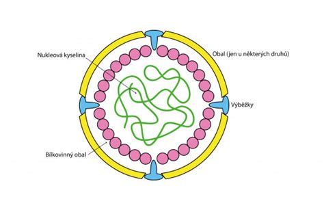 Ilustrácia znázorňujúca zloženie celozrnného a bieleho zrna