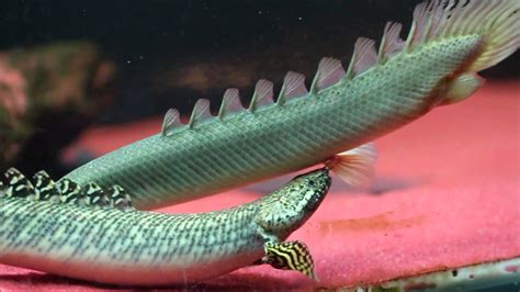 Bichir nílsky