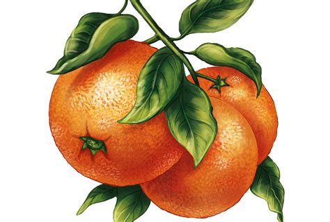 Ilustrácia hadieho ovocia (Salaka)