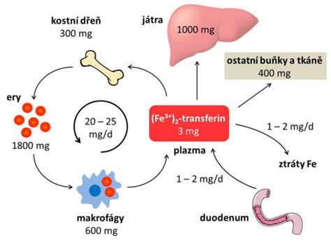 Štruktúrovaná schéma užívania detoxikačného sirupu