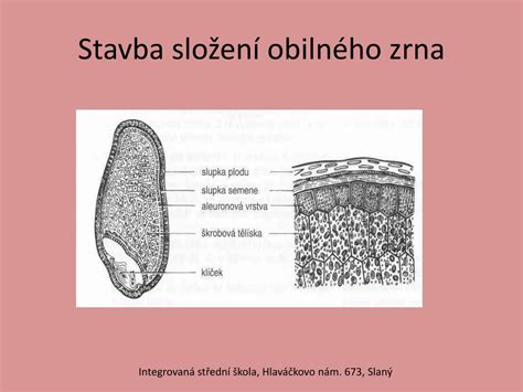Ilustrácia zloženia obilného zrna