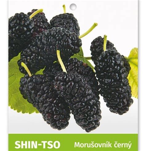 plody moruše čiernej