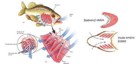 Schéma dýchania rýb
