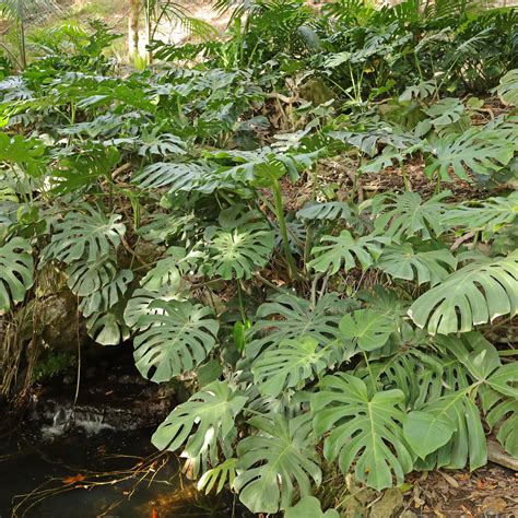ovocie Monstera Deliciosa