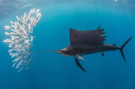 Plachetník atlantický