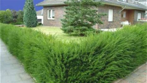 Tis pestovaný ako živý plot