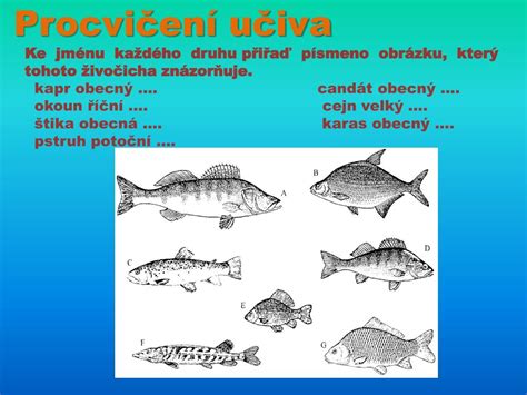 Ilustrácia potravy pstruha (hmyz, larvy, malé ryby)