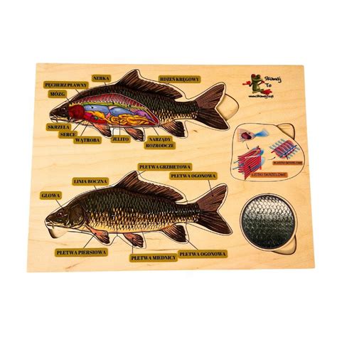 Infografika o zdravotných prínosoch konzumácie rýb