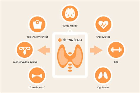 Štítna žľaza a jej vplyv na metabolizmus