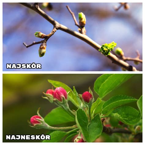 Prezimujúce štádiá škodcov na kôre jabloní