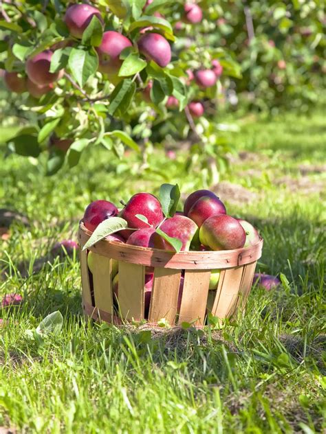 Ilustrácia správnej prebierky plodov na jabloni