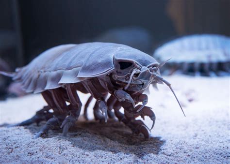 Batynomus veľký