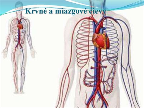 Schéma vplyvu diabetu na krvné cievy