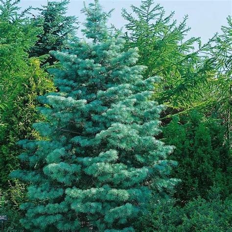 Jedľa srienistá (Abies concolor)