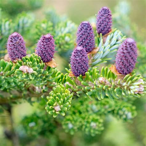 Jedľa kórejská (Abies koreana) so šiškami