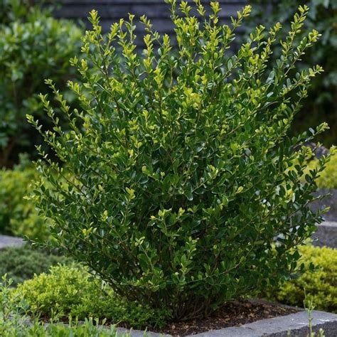 Cesmína velkolistá (Ilex latifolia)