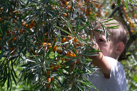 Zber plodov rakytníka