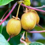 Kiwi rastlina a jej plody