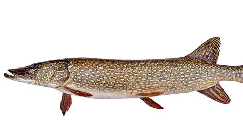 Šťuka loviaca korisť